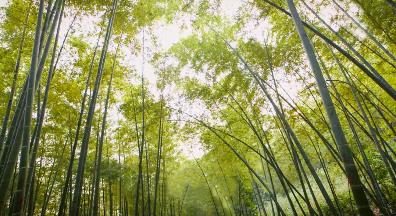 巅峰国际官网-不凡成就非凡,相信品牌力量