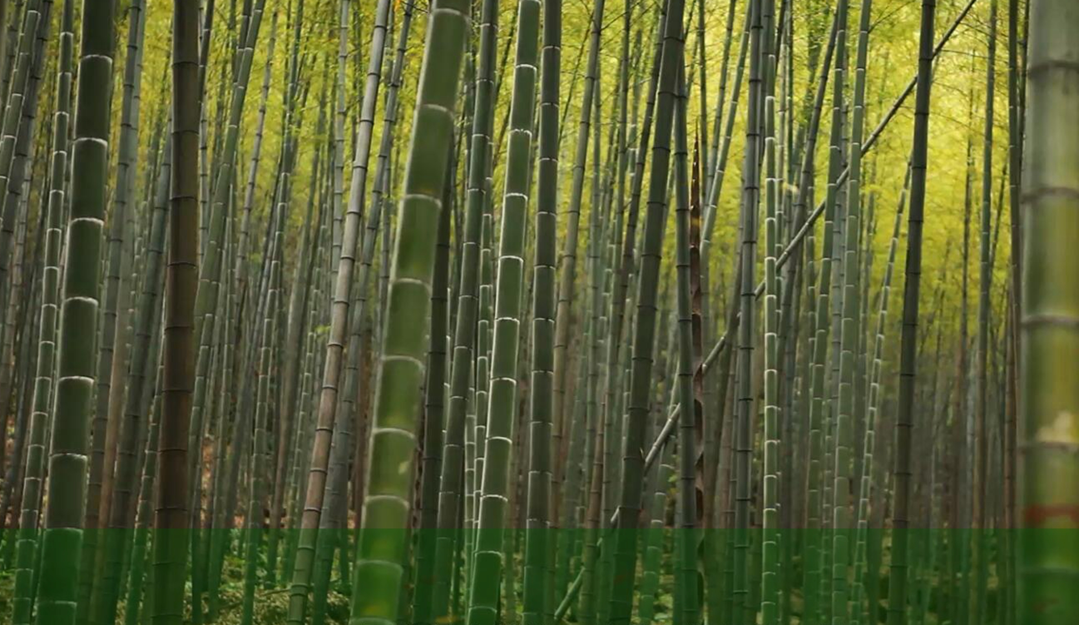 巅峰国际官网-不凡成就非凡,相信品牌力量